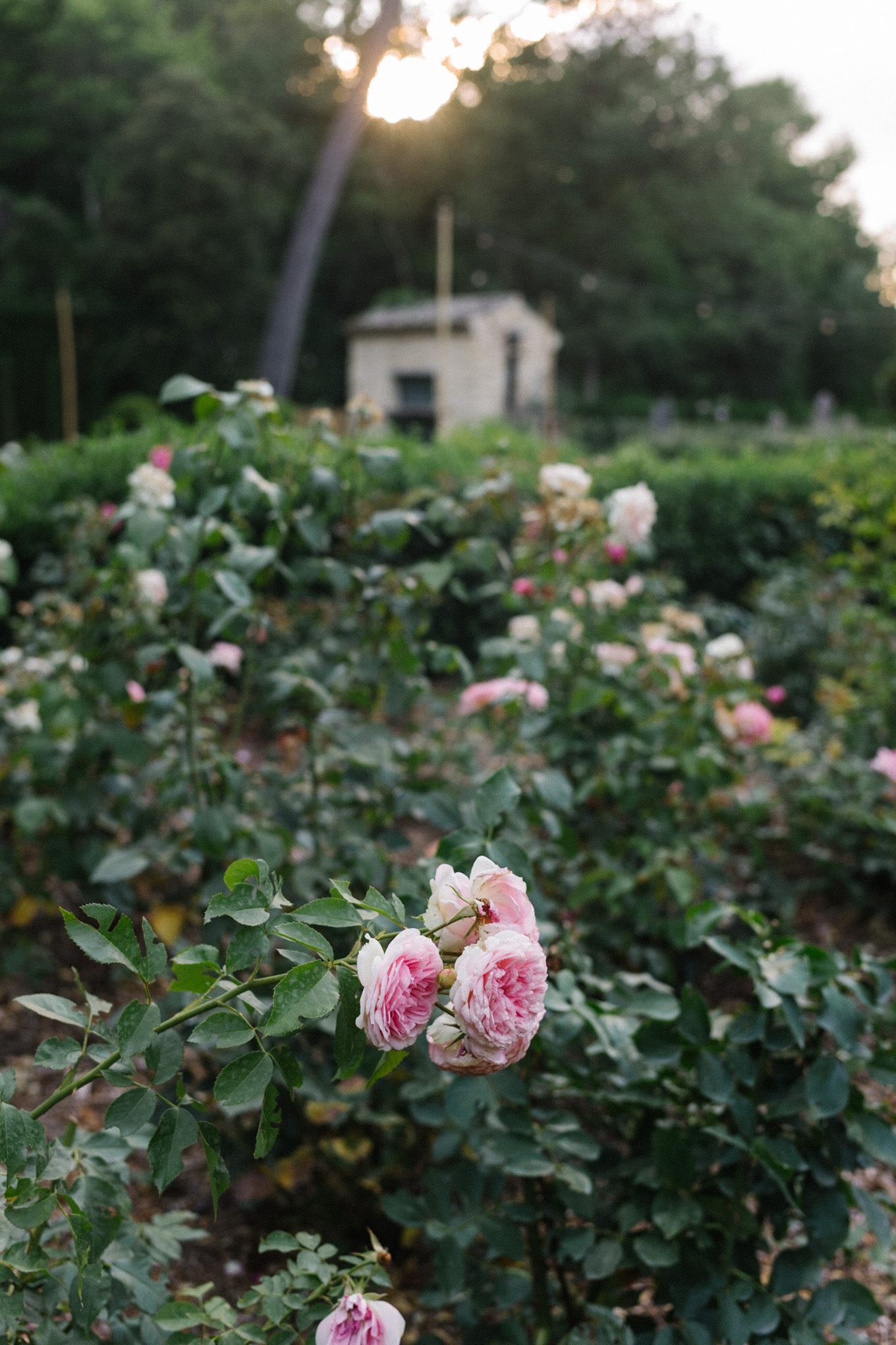 summer in provence