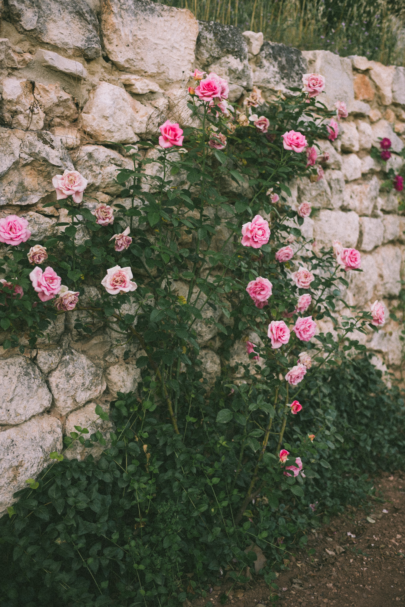 summer in provence