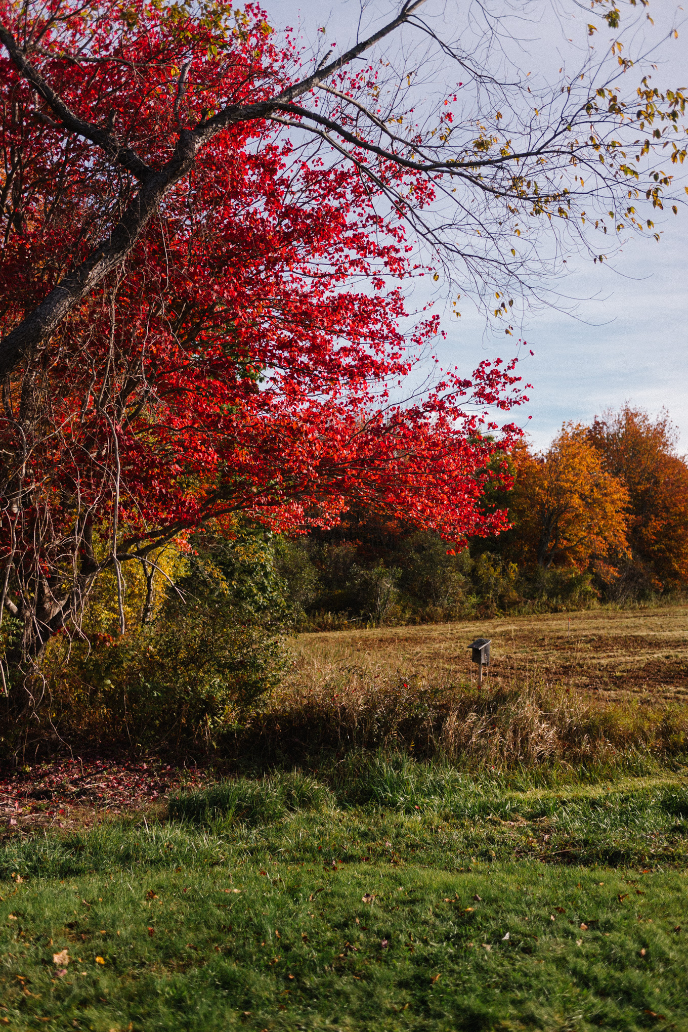 fall in maine