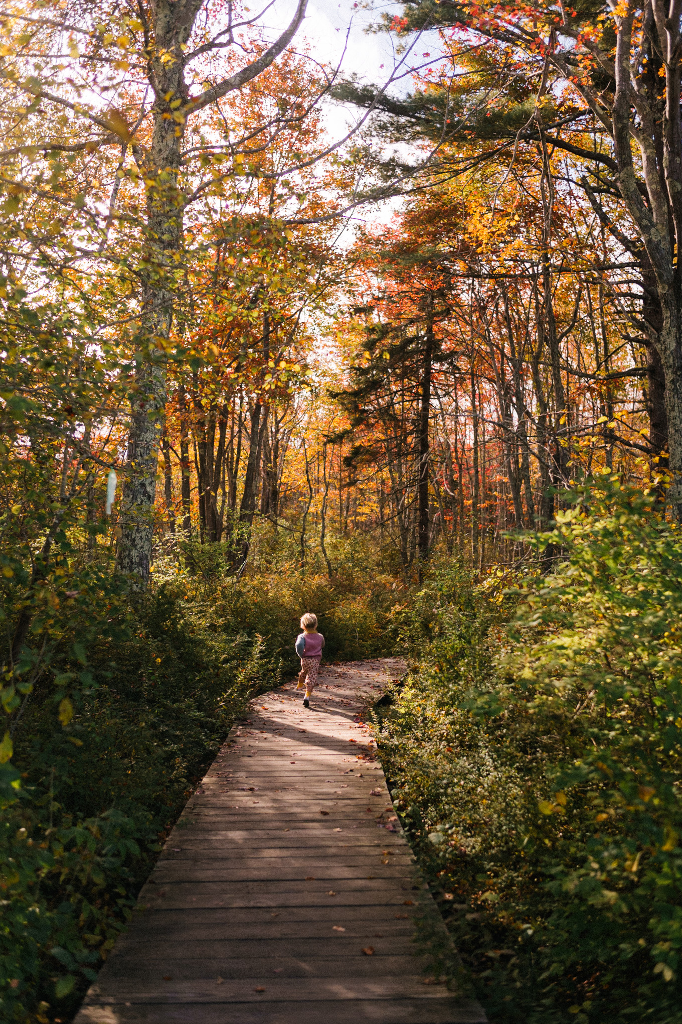 fall in maine